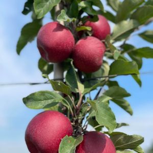 Jonagold Pagacz - autorska odmiana jabłoni
