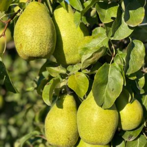 Gruszki - smaczneowoce.pl