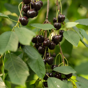 Czereśnie smaczneowowce.pl