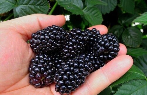 Jeżyna odmiany Loch Ness